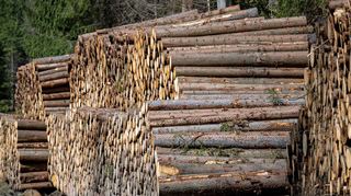 Der Gemeinderat Osterburken stimmte dem Forstwirtschaftsplan 2024 zu. Die Brennholzpreise werden nicht angehoben.
