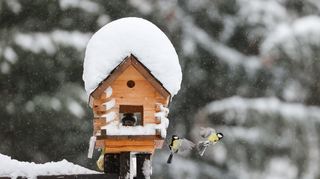 Ein Vogelhaus bietet Vögeln im Winter nicht nur Futter und Schutz vor Kälte, sondern Beobachtern auch einen schönen Anblick.