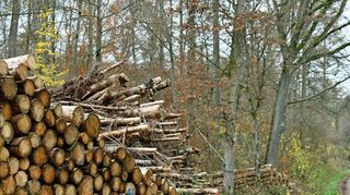 Polter im Bereich „Dickele“ bei Schäftersheim. Neben wirtschaftlich gut nutzbaren Hölzern fällt auch jede Menge Schadholz an.