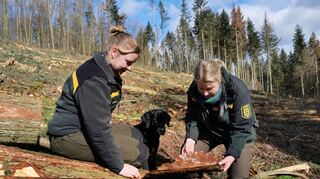 Der erstmals im Landkreis aufgetretene Befall des Westlichen Tannenborkenkäfers auf Werbacher und Uissigheimer Gemarkung auf 5,5 Hektar bereitete nicht nur Revierleiterin Selina Utz (links) und Kreisforstamtsleiterin Marieke Plate Sorgen.