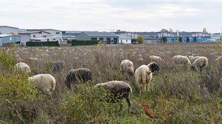 Im Winterhalbjahr grasen auf dem Gelände, das der Natur auf dem Reinhardshof überlassen bleibt, etwa 800 Schafe.