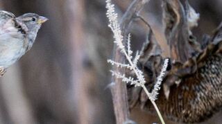 Ein Spatz fliegt neben einer vertrockneten Sonnenblume.