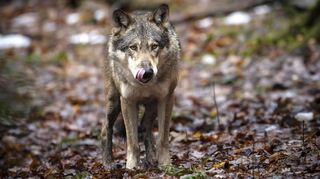 Wie viele Wölfe gibt es im Odenwald? Nach offiziellen Angaben nur einzelne Tiere. Kuhhirt Leon Scholl geht von mindestens einem Rudel aus.