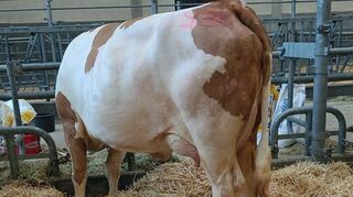 Eine mit Sido x Hokuspokus brandaktuell gezogene Typkuh mit 31,4 Kilogramm Milch vom Betrieb Schmidt aus Creglingen-Schön stach hervor.