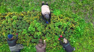 Die Landesgartenschau soll in Wangen im Allgäu eröffnen