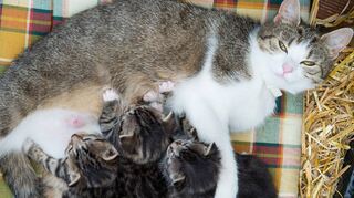 Beinahe unbemerkt vermehren sich Streunerkatzen. Eine Kastrationsaktion soll einer großen Katzenwelle in Buchen entgegenwirken.