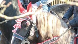 Der Rossmarkt findet am 11. Januar in Niederstetten statt.