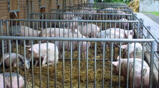 Außenklimaställe als Voraussetzung für höhere Haltungsstufen werden ein wichtiges Segment der Schweinezucht.