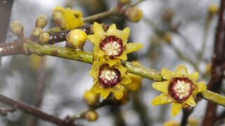 Die Winterblüte bei strömendem Regen im Schlosspark.