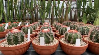 Melonenkakteen ziert ein orangefarbenes Blütengewebe.