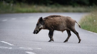 Eine Autofahrerin stieß in Weikersheim mit einer Horde Wildschweine zusammen.