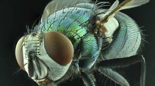 Kleines Wesen als Fantasy-Figur: eine von Schillaks Fliegen.