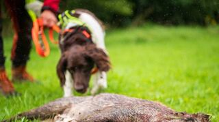 Besonders für einen Jagdhund, der auf Nachsuche spezialisiert ist, ist die Gefahr gegeben, sich mit der Aujeszkyschen Krankheit anzustecken, wenn er mit Schleim, Blut oder Innereien eines infizierten Tieres in Berührung kommt. Die Landratsämter mahnen deshalb, den direkten Kontakt zu unterbinden.