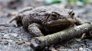 Kröten sind nützliche Gartenhelfer.