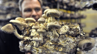 Shiitake Pilze wachsen auf einem Substratblock in einem Gewächshaustunnel.