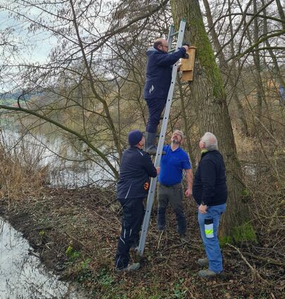 In einer gemeinsamen Aktion sorgten der Angelsportverein Gottersdorf und der Biotopschutzbund Walldürn für neuen „sozialen Wohnraum“ für Fledermäuse am Gottersdorfer See. Tatkräftige Unterstützung erhielten sie dabei am Samstag von Bürgermeister Meikel Dörr (auf der Leiter).