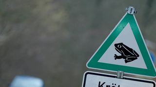 Milde und feuchte Witterung: Amphibien sind auf dem Weg zu ihren Laichgewässern.