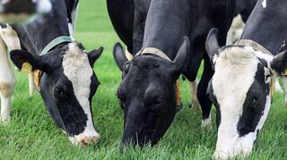 Der Agrarbereich spielt in den Kreisen Main-Tauber und Neckar-Odenwald eine wichtige Rolle. Die beiden Kreisbauernverbände wollen in Zukunft die Kräfte bündeln – zum Wohle der Landwirtschaft.