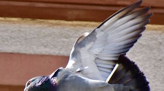 Eine Taube beim „Landeanflug“ auf den Tauberbischofsheimer Marktplatz.