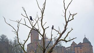 Vis a vis zur Wertheimer Burg machen zwei Kormorane auf den Ästen eines absterbenden Baums Rast. Einer der beiden Vögel trocknet sein Gefieder.