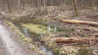 Der Wald war Thema in der Sitzung des Kreuzwertheimer Gemeinderats: Tümpel im Forst sind Lebensraum für die Gelbbauchunke. Wie man diese im Gemeindewald ansiedeln kann, stellte Forstanwärter Lukas Knaier dem Gremium vor.