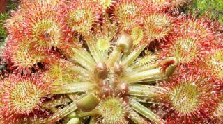 Der Kreuzwertheimer Frank Rudolf ist von fleischfressenden Pflanzen wie etwa Sonnentau (links unten) oder Venusfliegenfallen (rechts unten) fasziniert. Nun hat der 44-Jährige ein Buch über die Kanivoren herausgegeben.