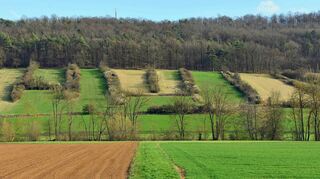 Kulturlandschaften im Wandel: Steinriegel im Taubertal sind oft überwachsen, doch zugunsten von Flora und Fauna sollten sie wieder offene Wälle werden.