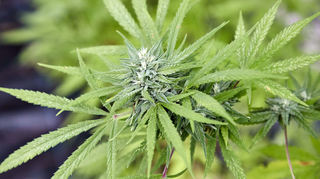 Seit Ostermontag ist Cannabiskonsum und dessen Besitz in Deutschland legal.