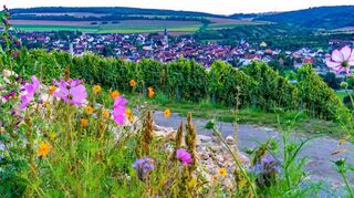 Raus in die Natur: Während der Frühlings- und Sommermonate werden unter anderem wieder wöchentliche Weingästeführungen in Markelsheim angeboten.