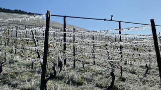 Das Wetter macht den Winzern enorm zu schaffen. Viele Triebe sind erfroren.