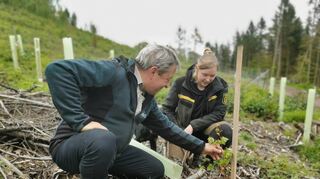Sachgebietsleiter Hans-Peter Scheifele und Revierleiterin Selina Utz sind ganz zufrieden mit dem Zustand der kleinen Orientbuche. Sie ist eine von 7500 neuen Pflanzen, die gesetzt wurden, nachdem der Westliche Tannenborkenkäfer auf Külsheimer und inzwischen auch auf Gamburger Gemarkung ganze Arbeit leistet.