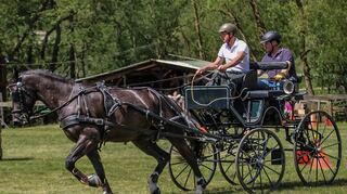 Die Kutscher absolvierten mit ihren Gespannen und Beifahrern nach einer rund 15 Kilometer langen Ausfahrt am Vatertag verschiedene Fahrprüfungen in Höpfingen.