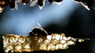 Honigbienen sitzen auf einer Wabe. „Die Bienen fliegen immer nur so weit, wie sie müssen“, sagt Imker Stefan Traßl.