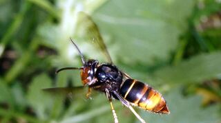 Eine Asiatische Hornisse (Vespa velutina) im Flug. Sie gilt als aggressive Bedrohung - zumindest für Honigbienen.