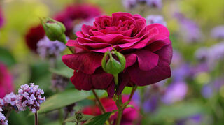 Wer sich noch im Jahr der Anpflanzung an blühenden Rosen erfreuen möchte, greift zu Containerrosen statt zu wurzelnackten Pflanzen.