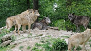 Das Wolfsrudel ist eine große Attraktion im Wildpark Bad Mergentheim.
