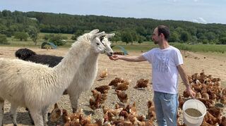 Kein Gaucho in den Anden, sondern ein Landwirt im Odenwald: Christoph Dambach füttert die beiden Lamas, die die Hennen des Geflügelhofs Dambach vor Greifvögeln und anderen Räubern schützen.