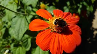 Stark gefüllte Blüten sind ökologisch gesehen weniger wertvoll.