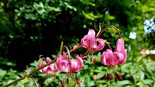 Die Türkenbundlilie blüht noch bis in den August hinein im Bad Mergentheimer Schlosspark. Eine Führung widmet sich dem Park in seiner geschichtlichen Entwicklung.