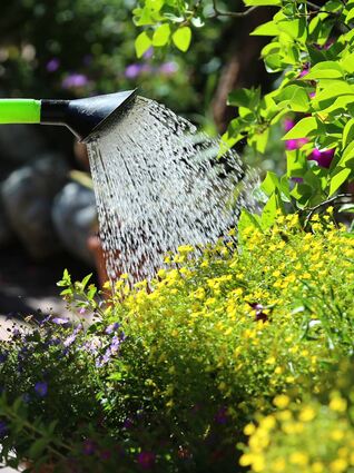 Besonders an heißen Sommertagen ist kaum möglich, ganz aufs Gießen zu verzichten. Doch die benötigte Wassermenge lässt sich durch kleine Maßnahmen enorm reduzieren.