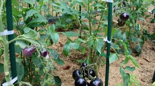Geschmackvolle Tomatenvielfalt.