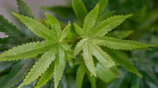 Zur Legalisierung von Cannabis, die seit 1. April unter bestimmten Voraussetzungen gilt, gibt es im Main-Tauber-Kreis unterschiedliche Meinungen.
