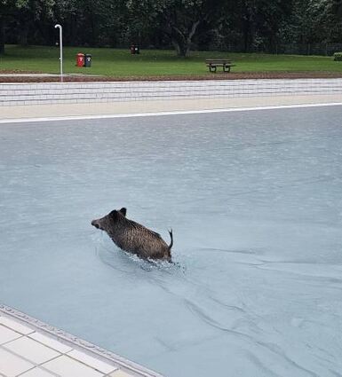 Ein Wildschwein schwimmt durchs Wellenbecken.