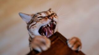 Die Zahnpflege von Katzen sollte, genau wie beim Menschen, prophylaktisch stattfinden. Darum sollte man die Zähne auch regelmäßig vom Tierarzt überprüfen lassen.