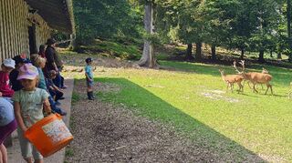 Beeindruckende Nähe zu Wildtieren erlebten die Kinder unter Aufsicht bei den Walldürner Ferientagen 2024 am Montag im Marsbachtal.