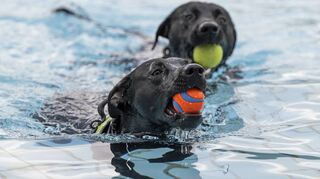Am 16. September ist das Freibad ausschließlich für Vierbeiner reserviert. Das Wasser im Becken ist chlorfrei.