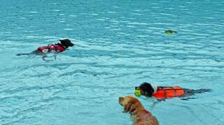 Viele Hunde fühlen sich im Wasser wohl und freuen sich auch schon auf das Hundeschwimmen im Freibad in Lauda am 11. September.