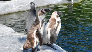Humboldt-Pinguin im Luisenpark in Mannheim.

Foto © Ruffler *** Foto ist honorarpflichtig! *** Auf Anfrage in hoeherer Qualitaet/Aufloesung. Belegexemplar erbeten. Veroeffentlichung ausschliesslich fuer journalistisch-publizistische Zwecke. For editorial use only.