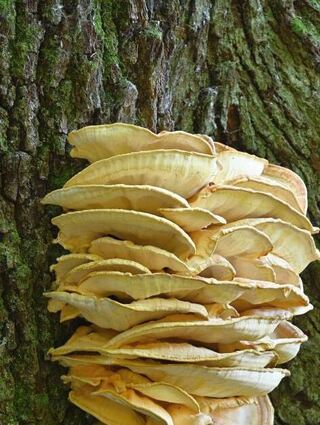 Der Schwefelporling am Stamm der Dicken Eiche.