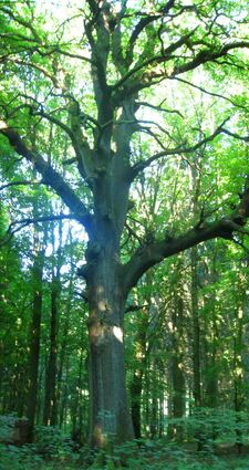 Die Dicke Eiche zählt zu einem der Wahrzeichen von Hainstadt. Sie ist über 350 Jahre alt. Sie droht, Opfer eines Baumschädlings zu werden.